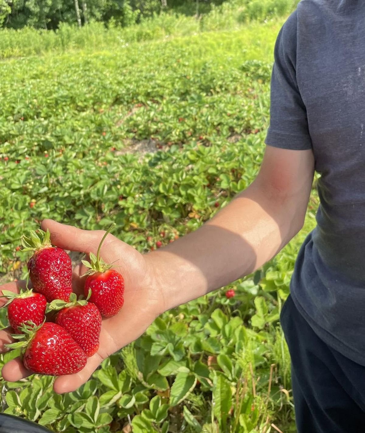Fraises cueillies dans la main, au champ