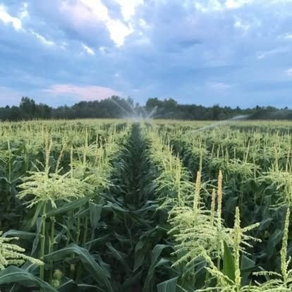 Rangs de maïs sucré au champ
