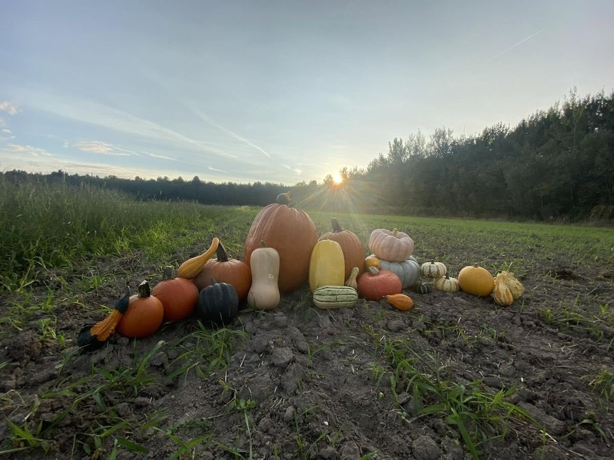 Courges et citrouilles au champ
