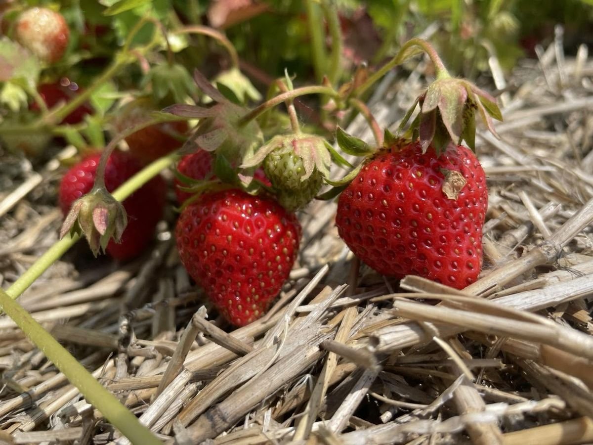 Fraises sur la paille, au champ