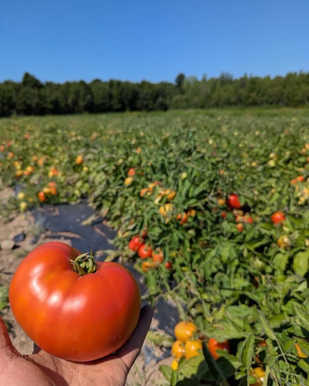 Tomate cueillie au champ