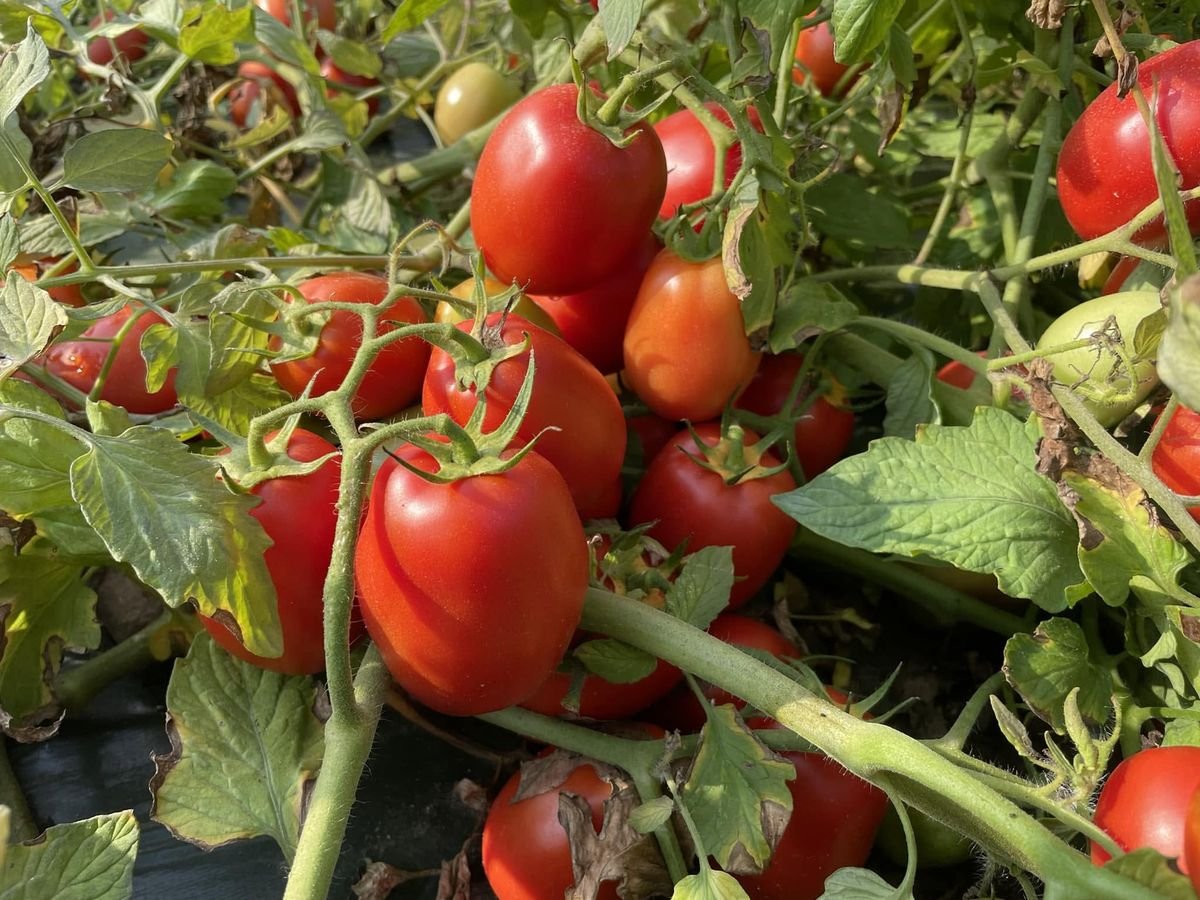 Tomates sur le plant, au champ